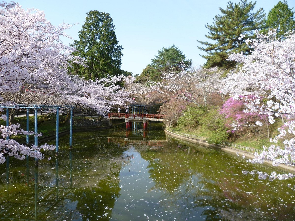 🌸 쓰카이라쿠 공원 이미지 8